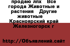 продаю лпх - Все города Животные и растения » Другие животные   . Красноярский край,Железногорск г.